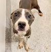adoptable Dog in  named TIA