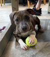adoptable Dog in  named PIXIE