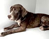 adoptable Dog in  named HAZEL