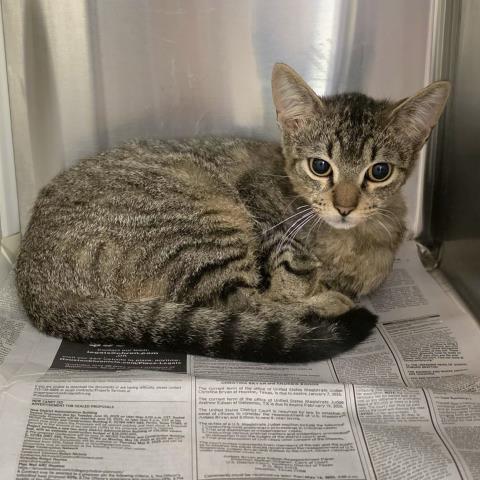 adoptable Cat in Houston, TX named A638170