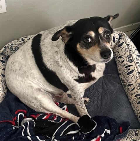 adoptable Dog in Houston, TX named MITZI