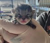 adoptable Cat in  named MONKI