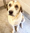 adoptable Dog in  named SHIBA