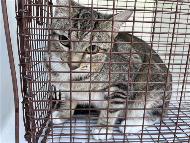 adoptable Cat in Houston, TX named BUTTERCUP