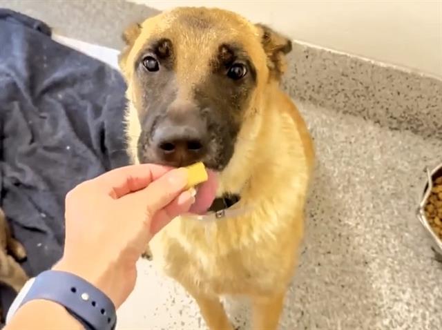 adoptable Dog in Houston, TX named A639008