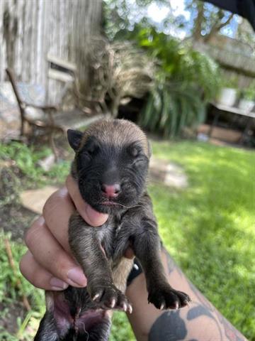 adoptable Dog in Houston, TX named A639009