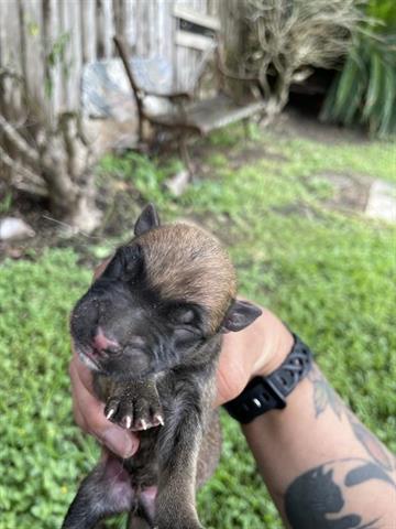 adoptable Dog in Houston, TX named A639010