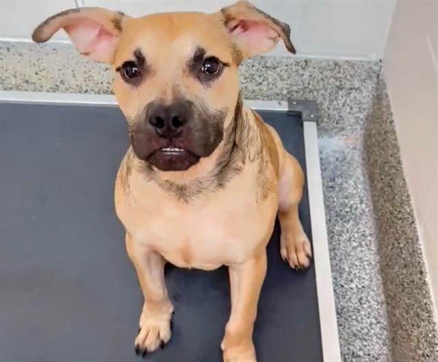 adoptable Dog in Houston, TX named SNIFFER