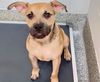 adoptable Dog in  named SNIFFER