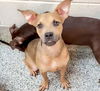 adoptable Dog in  named SNUBBLES