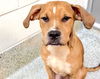 adoptable Dog in  named SNICKERS