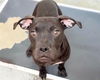 adoptable Dog in  named SHIRLEY