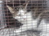 adoptable Cat in houston, TX named A639084
