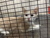 adoptable Cat in houston, TX named A639073