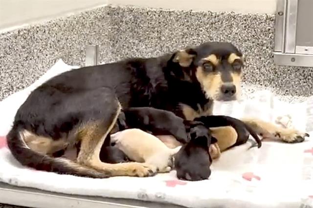 adoptable Dog in Houston, TX named PENELOPE