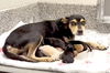 adoptable Dog in  named PENELOPE