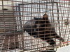 adoptable Cat in houston, TX named A639090