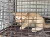 adoptable Cat in houston, TX named A639091