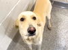 adoptable Dog in  named NINA
