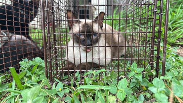 adoptable Cat in Houston, TX named WITTY
