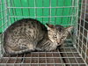adoptable Cat in houston, TX named A639149