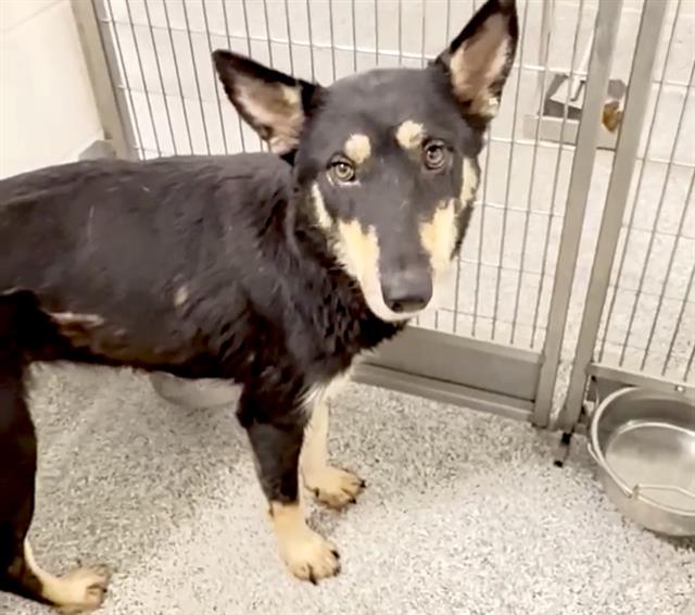 adoptable Dog in Houston, TX named YESENIA