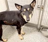 adoptable Dog in  named YESENIA