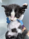 adoptable Cat in houston, TX named A639209