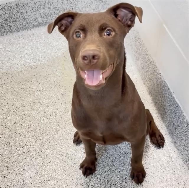 adoptable Dog in Houston, TX named KEANU
