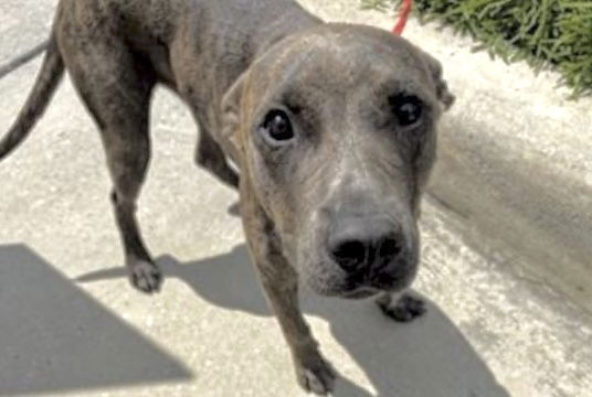 adoptable Dog in Houston, TX named ZOOMER