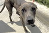 adoptable Dog in  named ZOOMER