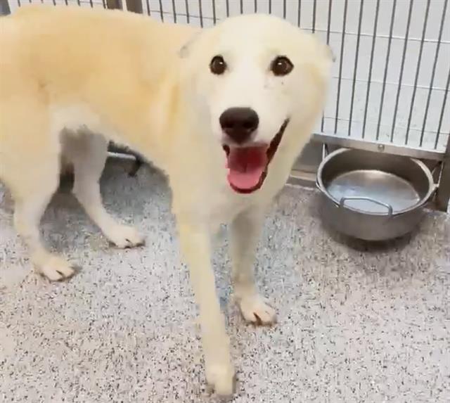 adoptable Dog in Houston, TX named PEARL
