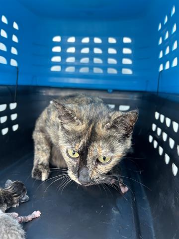 adoptable Cat in Houston, TX named A637642
