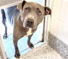 adoptable Dog in  named CALI