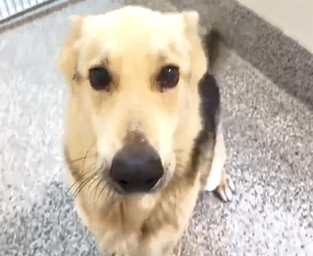adoptable Dog in Houston, TX named NICO