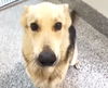 adoptable Dog in  named NICO