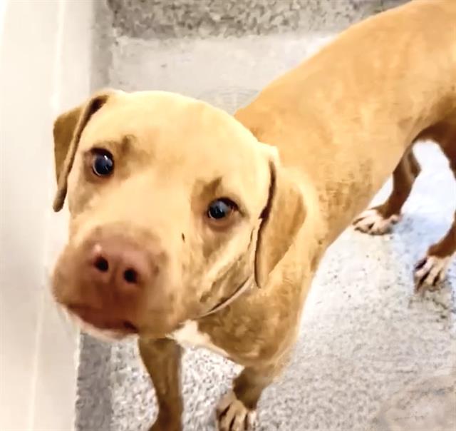 adoptable Dog in Houston, TX named PISTACHIO
