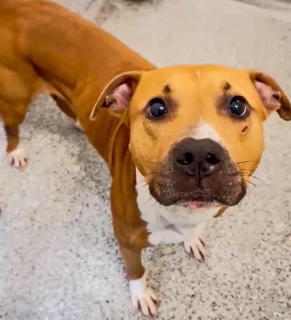 adoptable Dog in Houston, TX named A639424