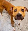 adoptable Dog in  named A639424