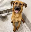 adoptable Dog in  named MISTER FLUFFER