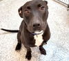 adoptable Dog in  named MICK