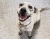 adoptable Dog in  named KATY