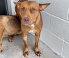 adoptable Dog in  named ANGEL