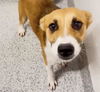 adoptable Dog in  named MARTIE