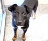 adoptable Dog in  named A639449