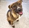 adoptable Dog in  named VAL