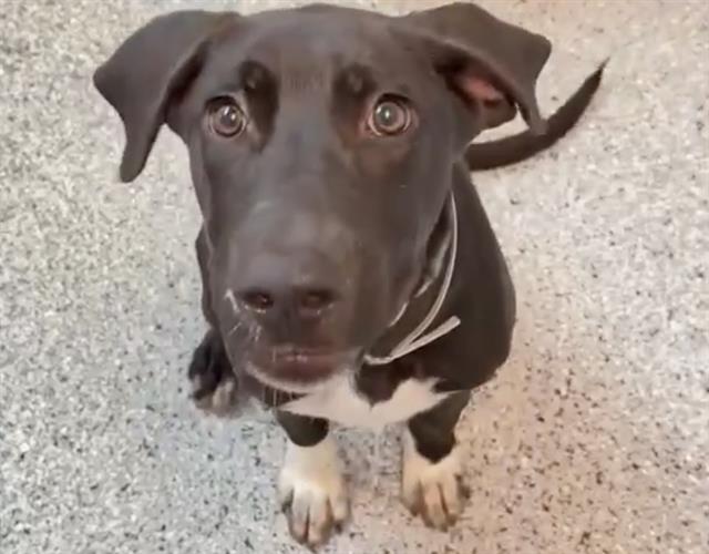 adoptable Dog in Houston, TX named FARREL