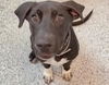 adoptable Dog in  named FARREL