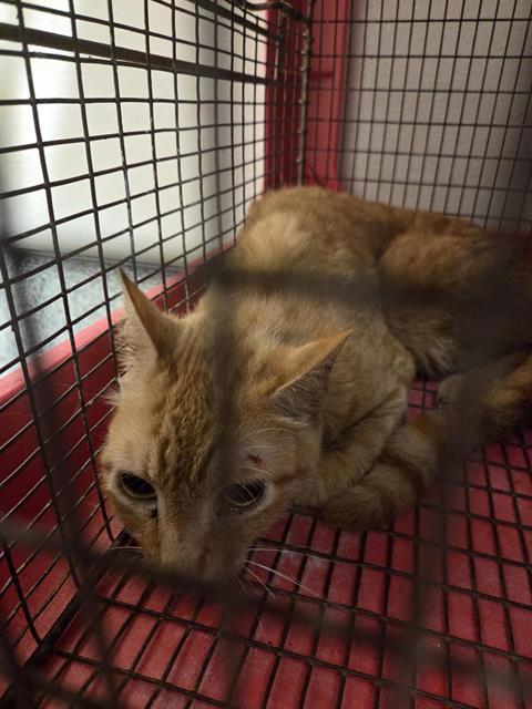 adoptable Cat in Houston, TX named A638233
