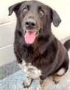 adoptable Dog in  named KAI